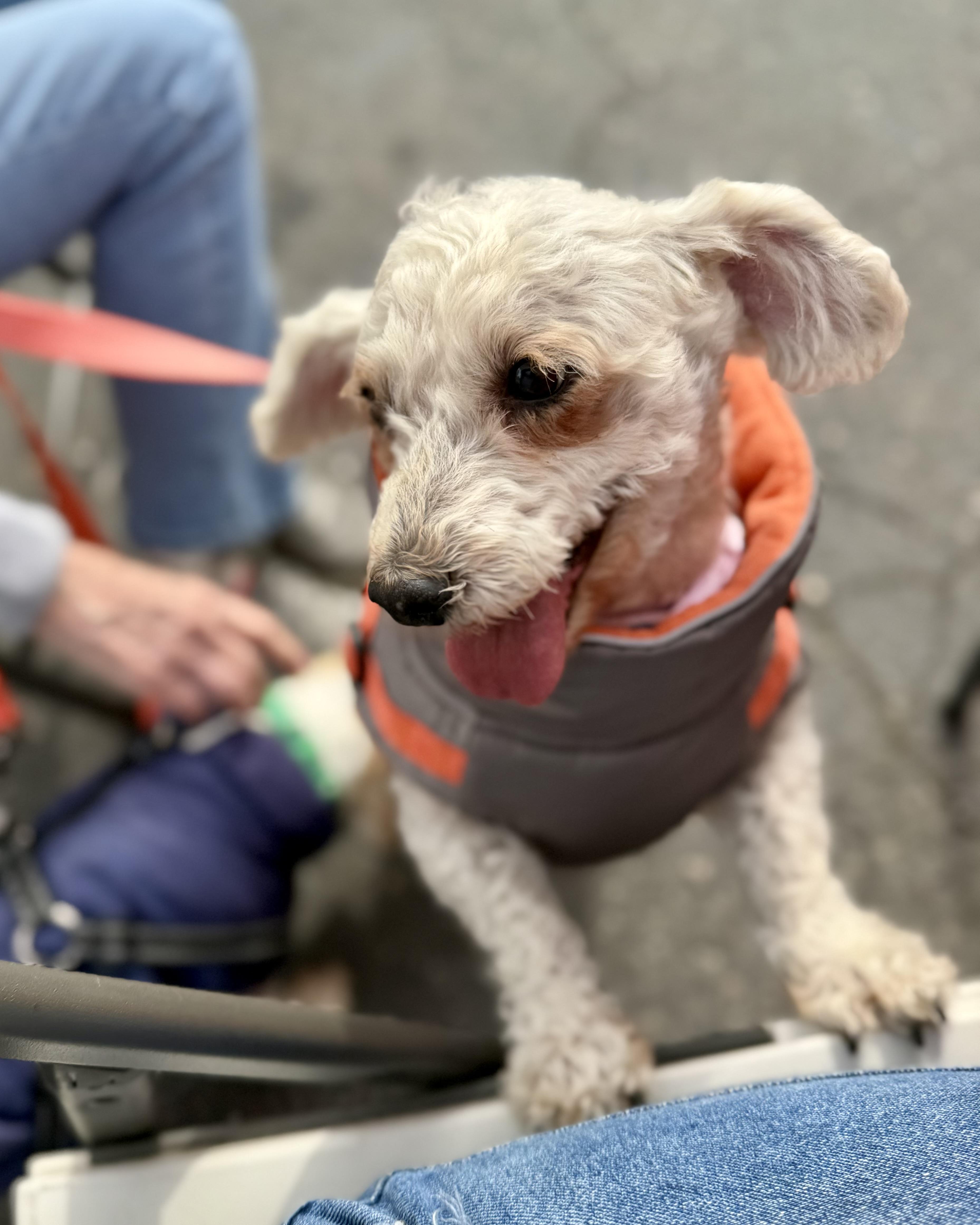 A senior small-sized female White / Cream Miniature Poodle dog named Cookie for adoption in Sonora, CA