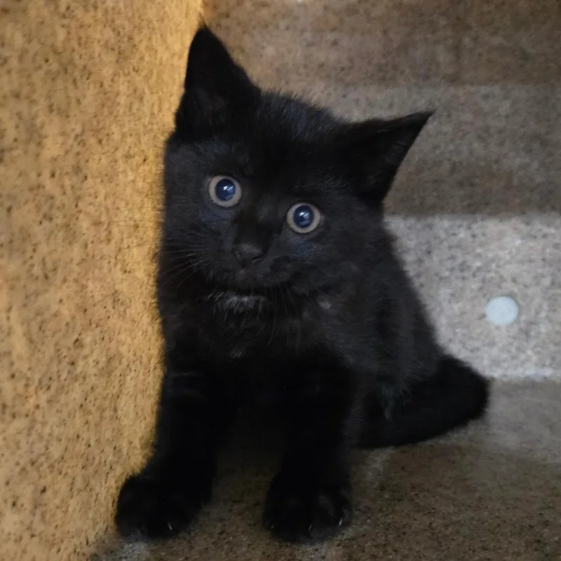 A baby small-sized female Black Domestic Short Hair cat named Aries for adoption in Philadelphia, PA