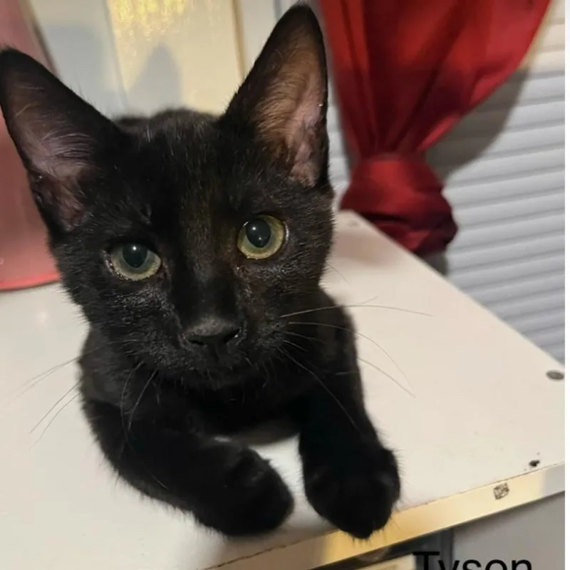 A baby small-sized male Black Domestic Short Hair cat named Tyson for adoption in Fayetteville, GA