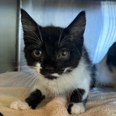 A baby small-sized female Black Domestic Short Hair cat named Hallie for adoption in Asheville, NC