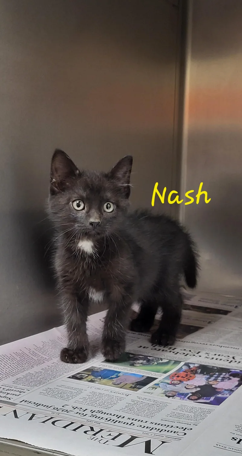 A baby medium-sized male Black Domestic Short Hair cat named Nash for adoption in Marion, MS