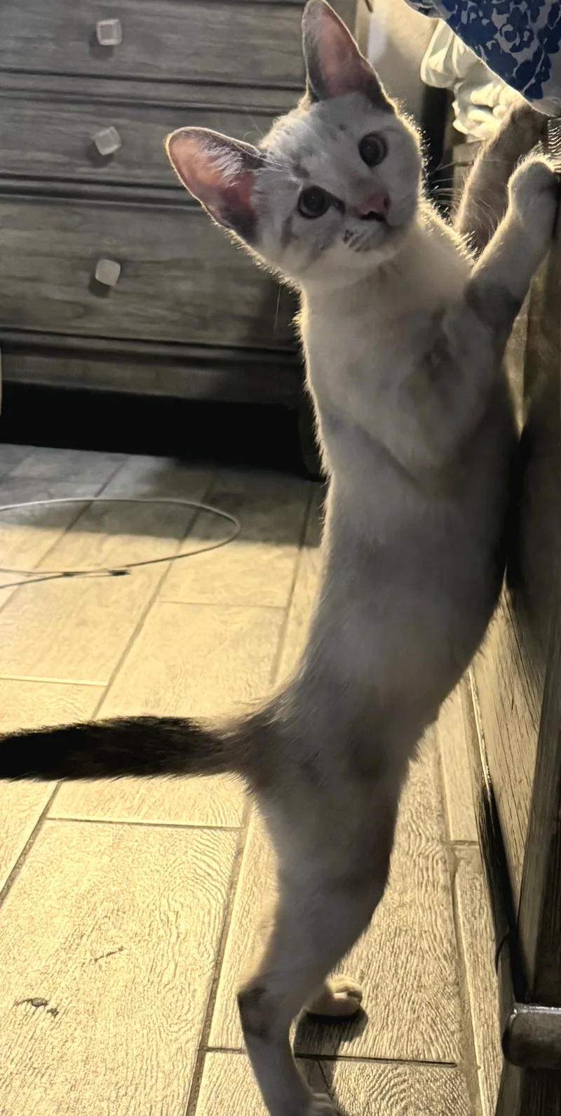 Salem thumbnail 2