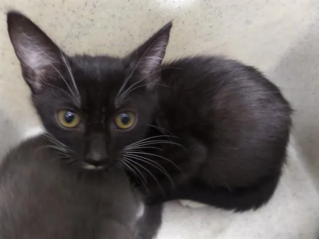 A baby small-sized male Domestic Short Hair cat named Doug for adoption in Augusta, GA