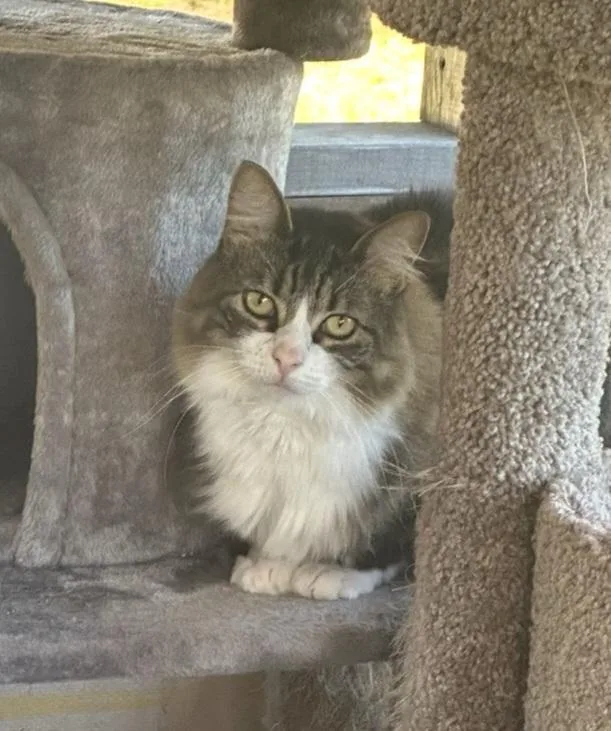 An adult medium-sized female Tabby (Gray / Blue / Silver) Domestic Long Hair cat named Bella for adoption in Port Orange, FL