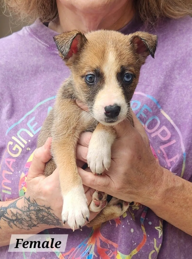 A baby medium-sized female Terrier dog named Bubbly for adoption in Royal Palm Beach, FL