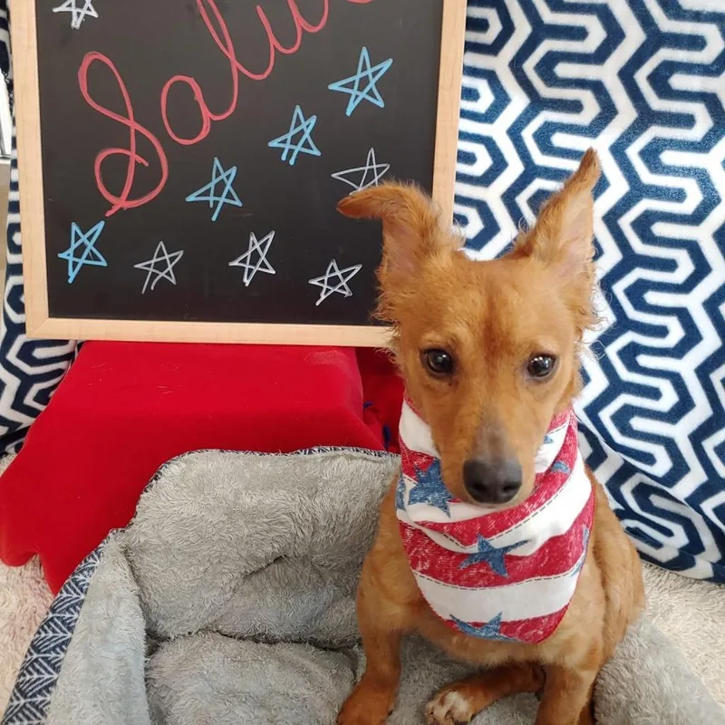 An adult small-sized female Yellow / Tan / Blond / Fawn Terrier dog named Nelly for adoption in Fredericksburg, TX