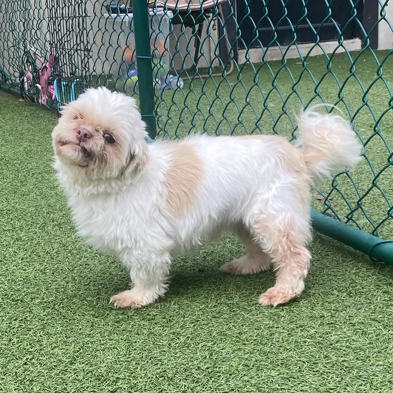 A senior small-sized female Golden Shih Tzu dog named Baylen for adoption in LOXAHATCHEE, FL