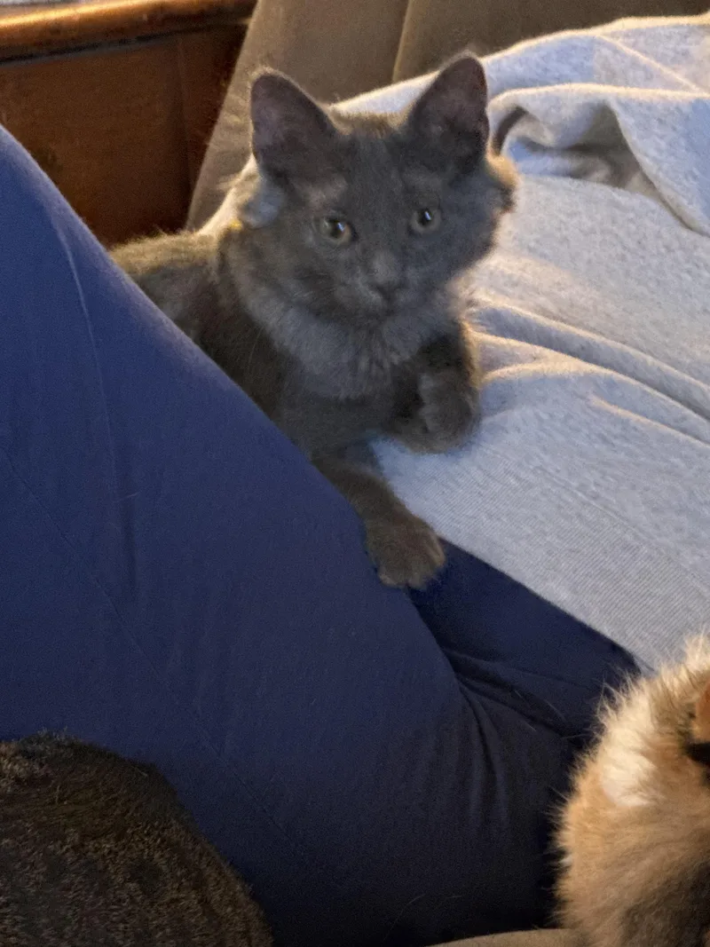A baby small-sized male Gray / Blue / Silver Domestic Medium Hair cat named Desty for adoption in Indianapolis, IN