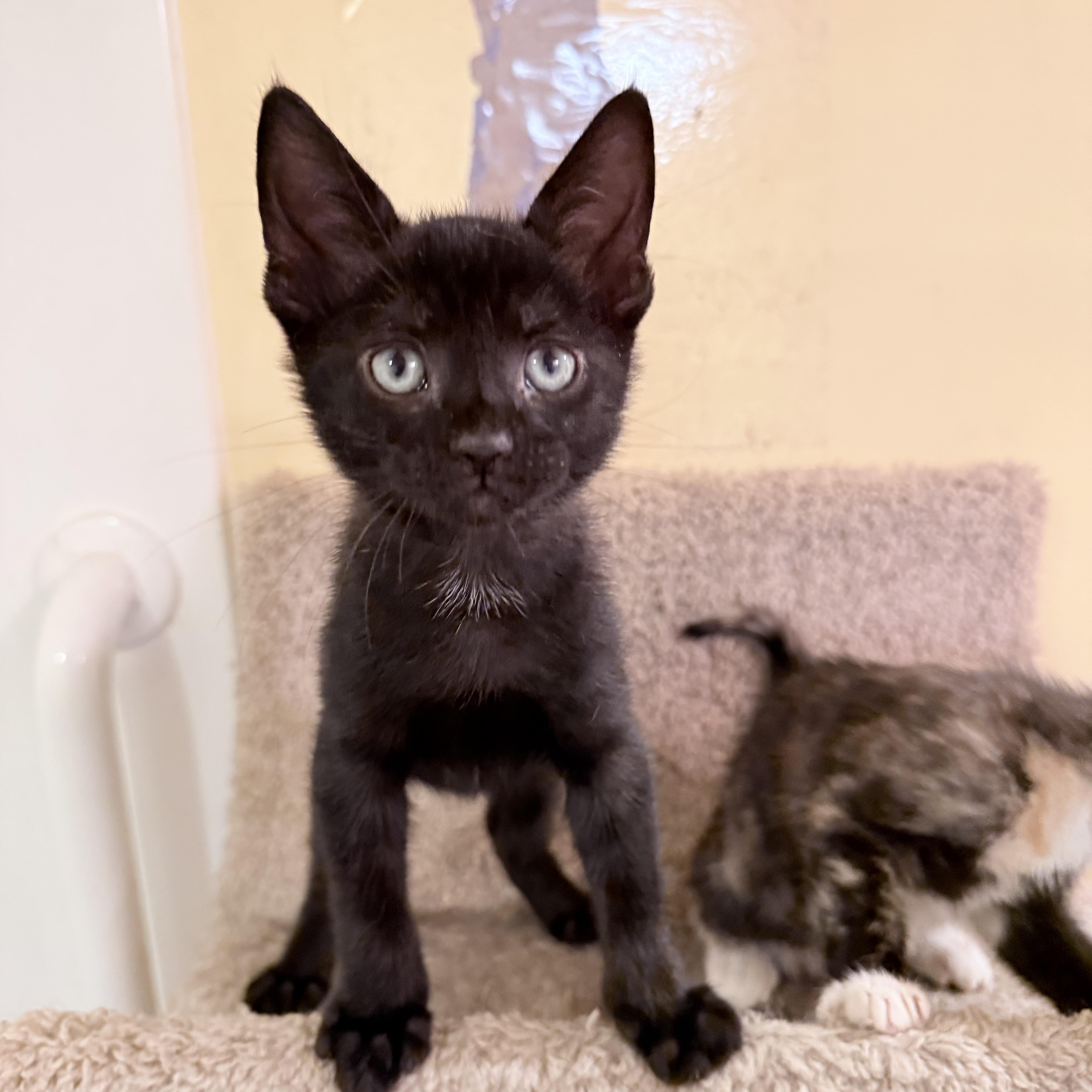 A baby medium-sized female Black American Shorthair cat named Preeti & Quincy for adoption in Philadelphia, PA