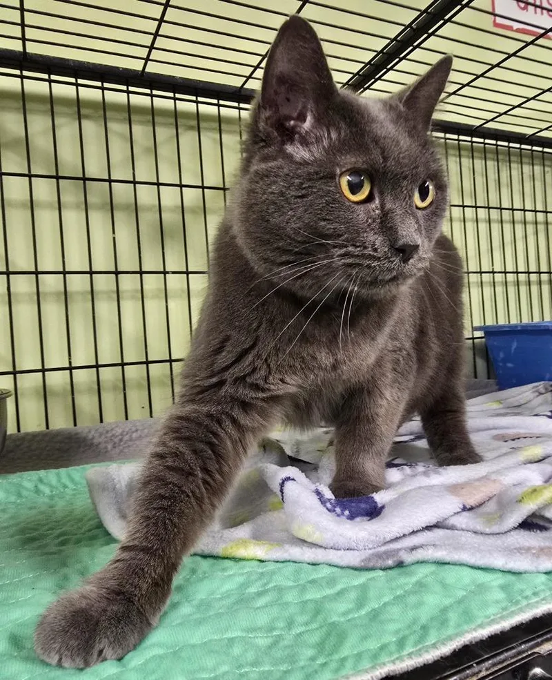 A senior large-sized male Domestic Short Hair cat named Arubis for adoption in Auburn, IN