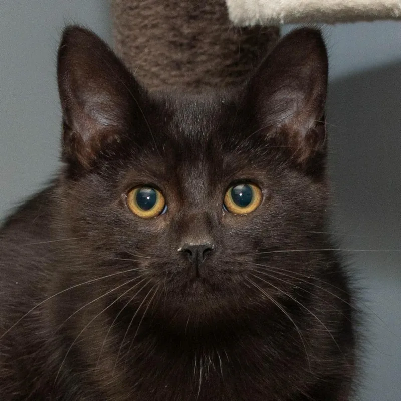 A baby small-sized female Domestic Short Hair cat named Slate for adoption in Troy, OH