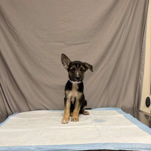 A baby small-sized male German Shepherd Dog dog named Bruce for adoption in Agoura, CA