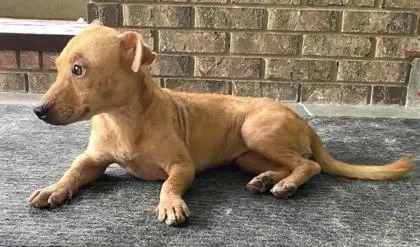An adult small-sized female Mixed Breed dog named Minnie for adoption in St. Anne, IL