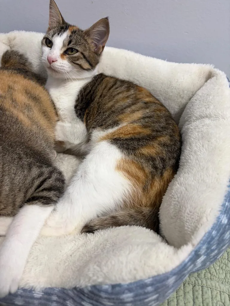 A young small-sized female Domestic Short Hair cat named Simone for adoption in Saint Francisville, LA