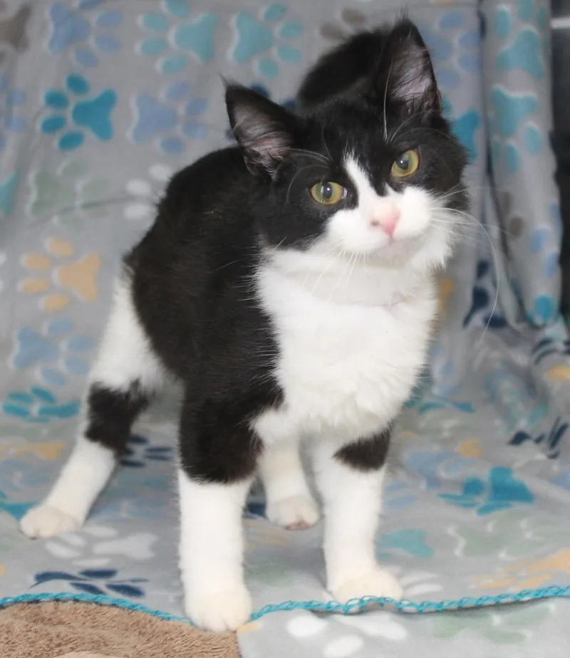 A baby medium-sized female Black & White / Tuxedo Domestic Medium Hair cat named Aspen for adoption in Prattville, AL