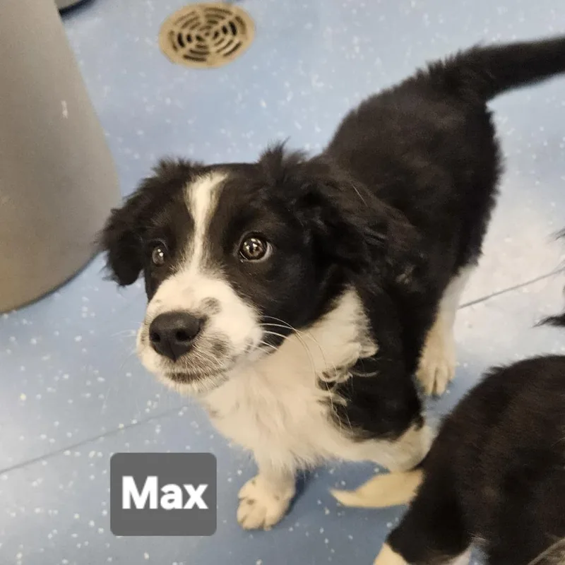 Max