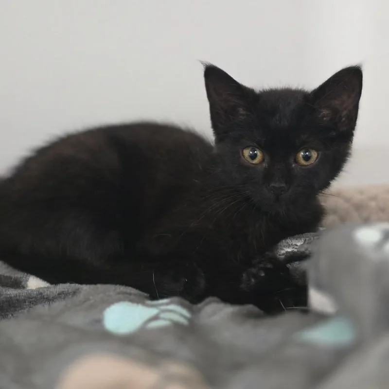 A baby small-sized female Black Domestic Short Hair cat named Noodle for adoption in Elizabeth City, NC