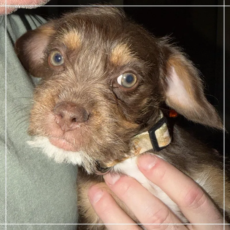 A baby small-sized female Brown / Chocolate Maltese dog named Coco for adoption in Chandler, AZ