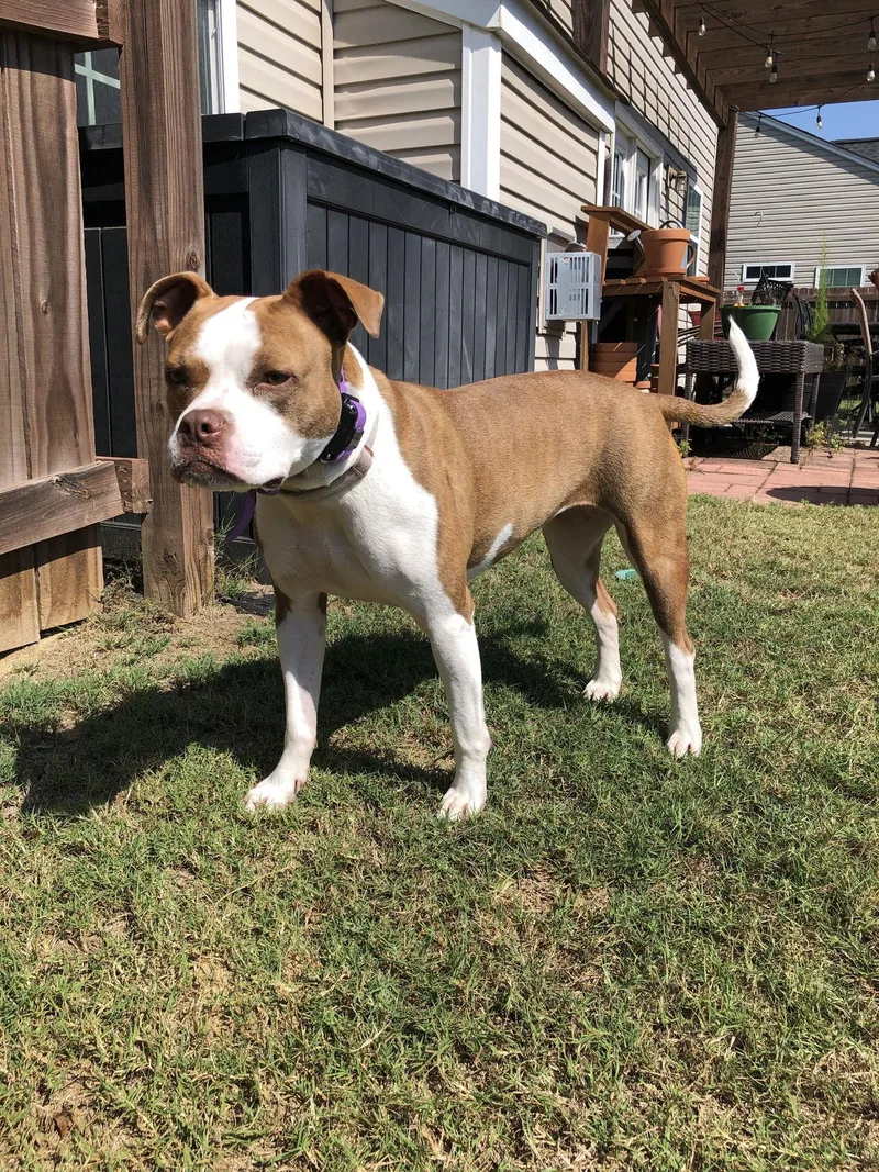 Honeybee thumbnail 2