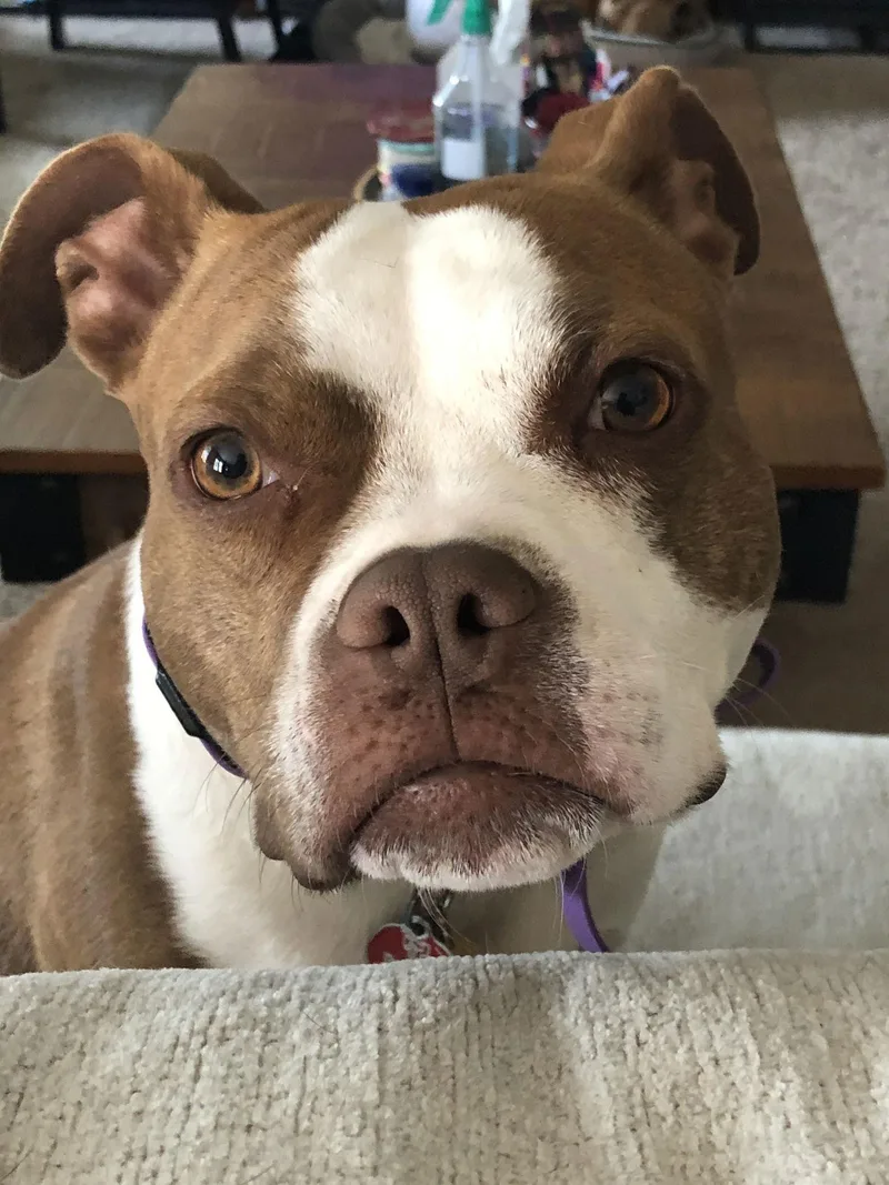 Honeybee thumbnail 3