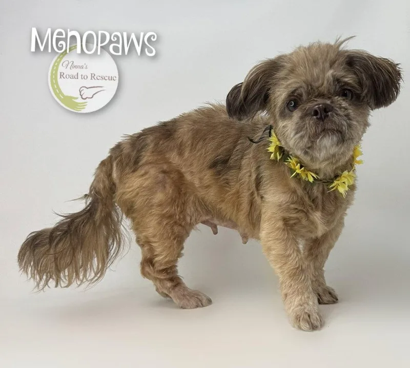 An adult small-sized female Shih Tzu dog named Menopaws for adoption in Benton, LA