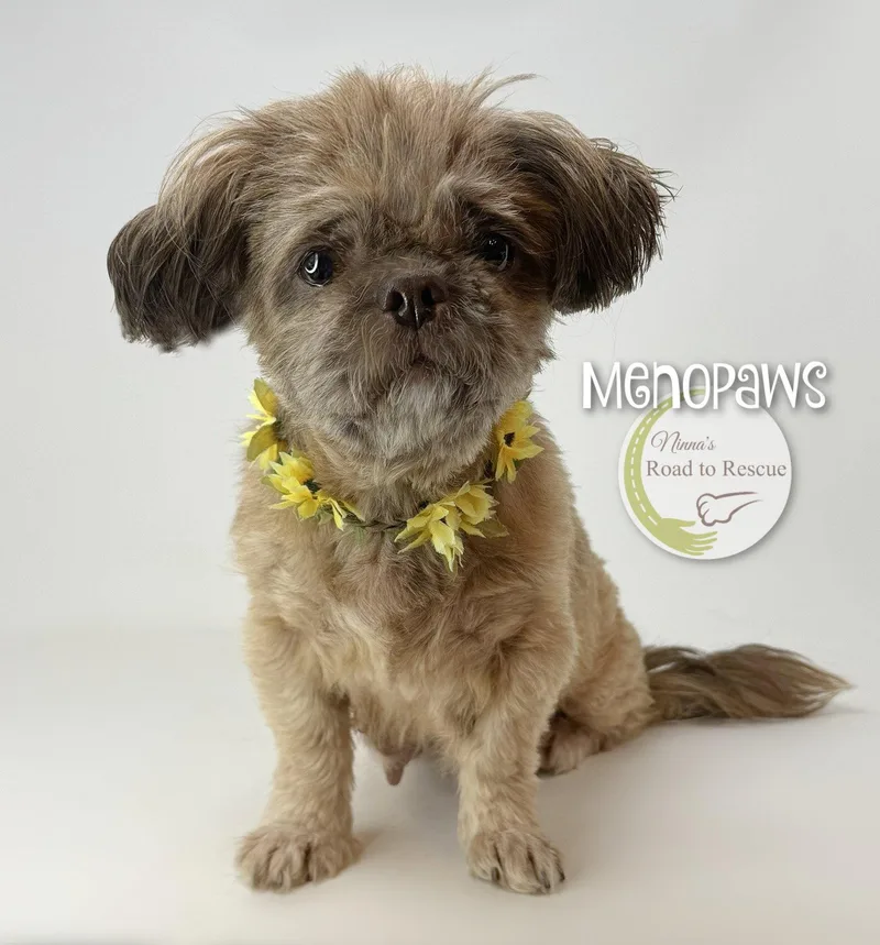 Menopaws thumbnail 2
