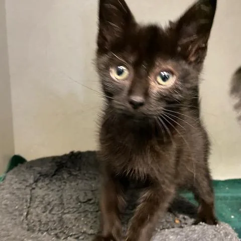 A baby small-sized male Black Domestic Short Hair cat named Luke for adoption in Dayton, OH