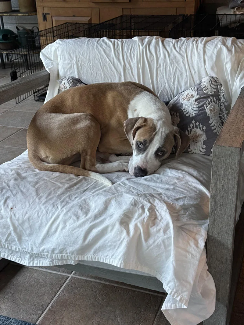 A young medium-sized female Pit Bull Terrier dog named Blossom for adoption in Orlando, FL