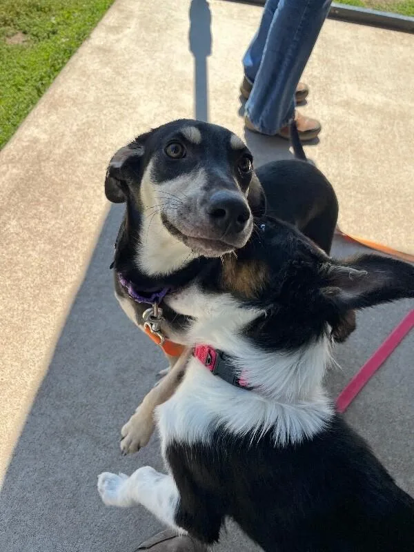 A young medium-sized female Hound dog named Kasia for adoption in Fort Collins, CO