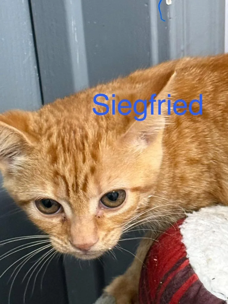 A baby small-sized male Domestic Short Hair cat named Siegfried for adoption in Saint Francisville, LA