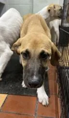 A baby large-sized female Mixed Breed dog named Tangerine for adoption in Largo, FL