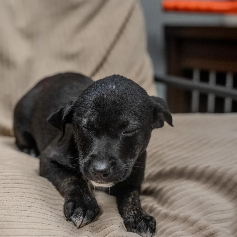 A baby medium-sized female Black Labrador Retriever dog named Maggi for adoption in Pawling, NY