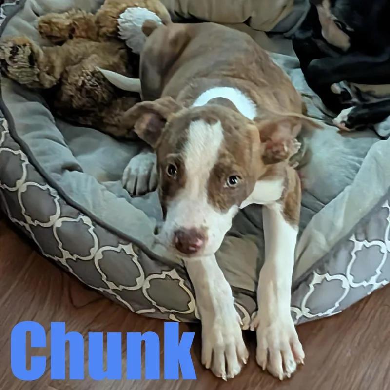 A baby medium-sized male Terrier dog named Chunk for adoption in Ellicott City, MD