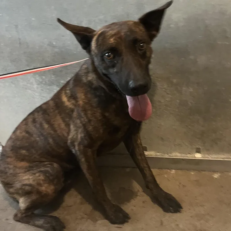 An adult medium-sized male Brindle Shepherd dog named Bruce for adoption in Edinburg, TX