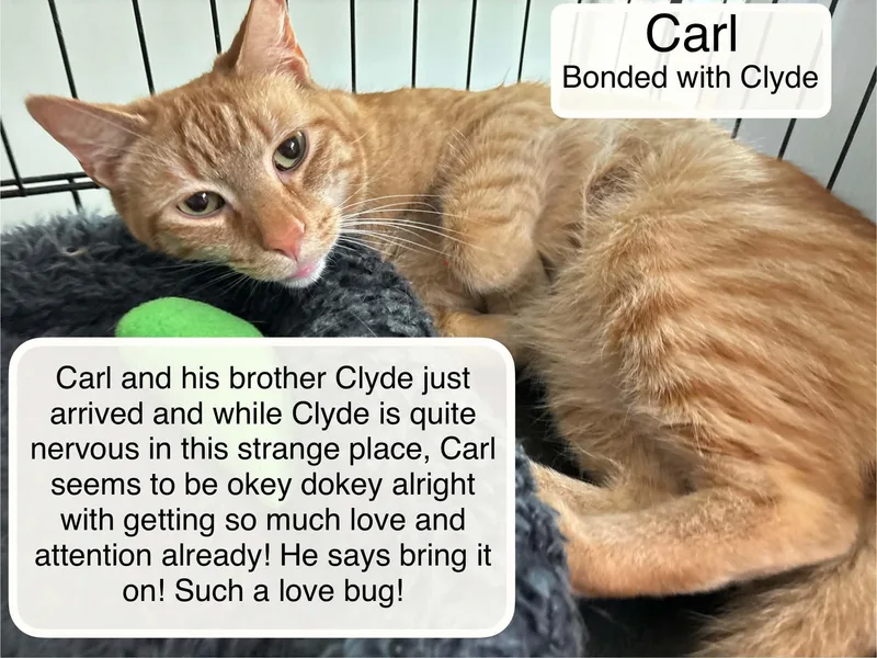 Carl Bonded With Clyde