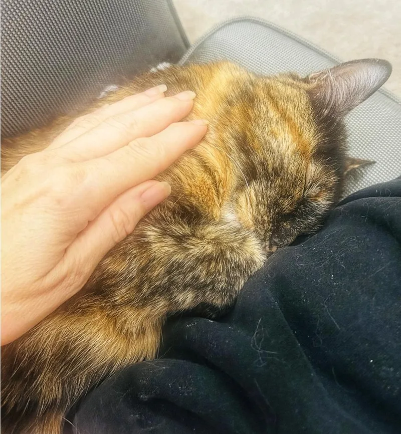 An adult medium-sized female Tortoiseshell Domestic Short Hair cat named Tori for adoption in Fairfax, VA