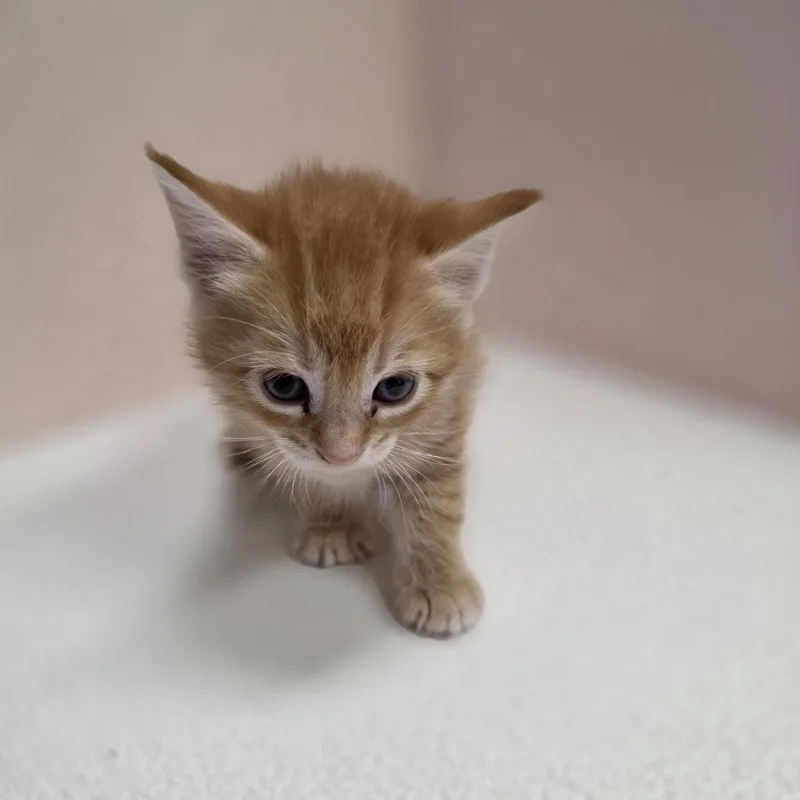 A baby small-sized male Domestic Short Hair cat named Blaze for adoption in Jupiter, FL