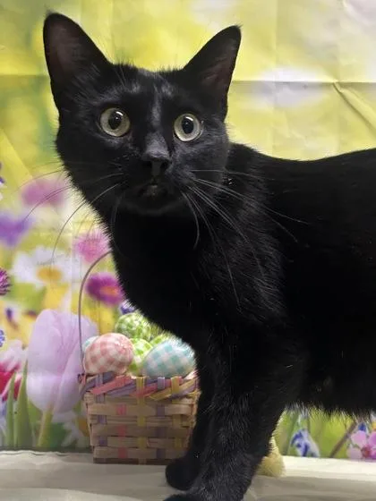 An adult medium-sized female Domestic Short Hair cat named Sheep for adoption in San Antonio, TX