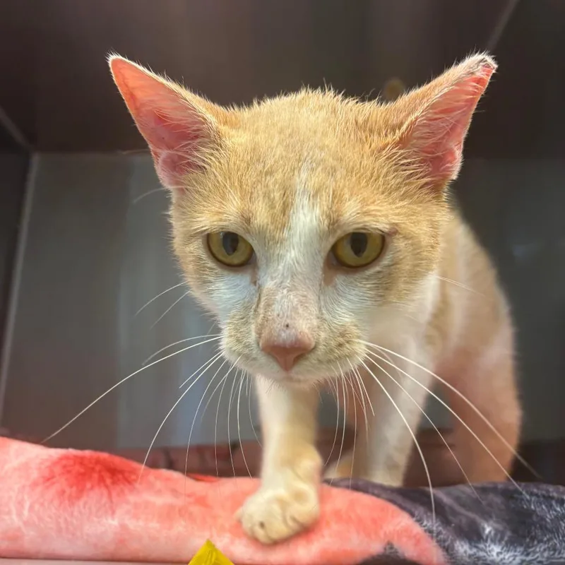 An adult medium-sized male Orange / Red Domestic Short Hair cat named Vino for adoption in Englewood, FL