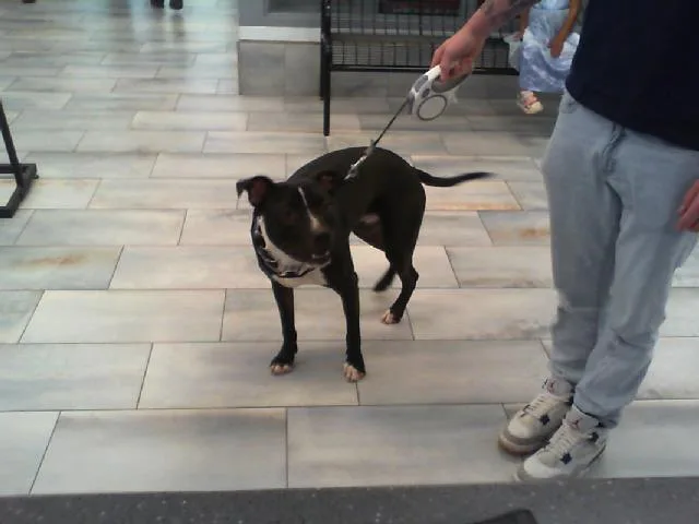 Dobby