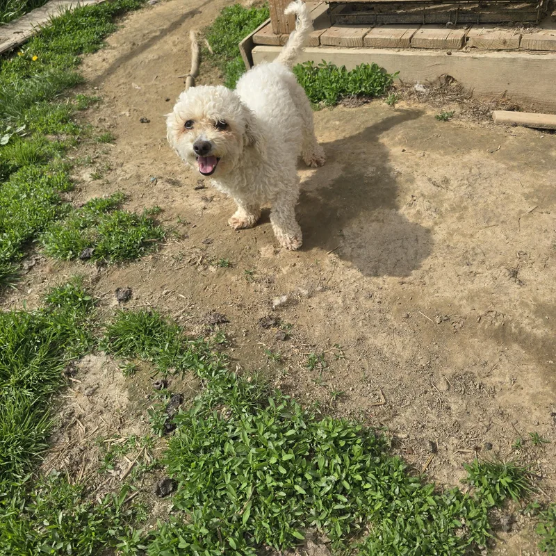 An adult small-sized female Bichon Frise dog named Shay for adoption in Zaleski, OH