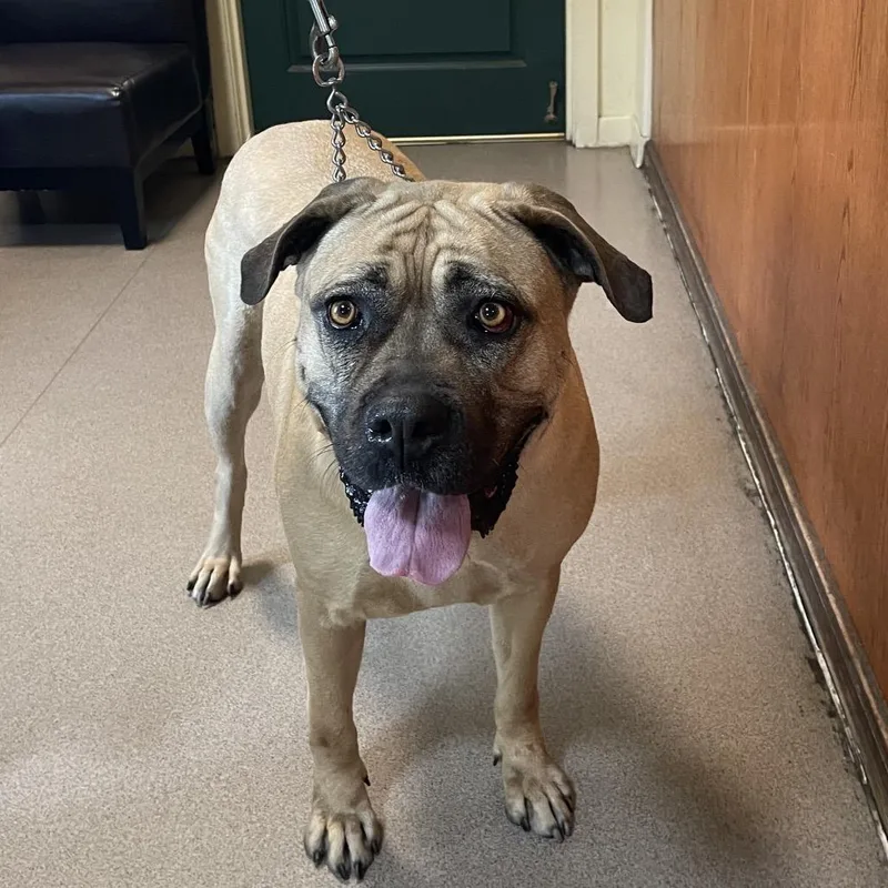 An adult large-sized female Yellow / Tan / Blond / Fawn Cane Corso dog named Cookie for adoption in Pasadena, CA