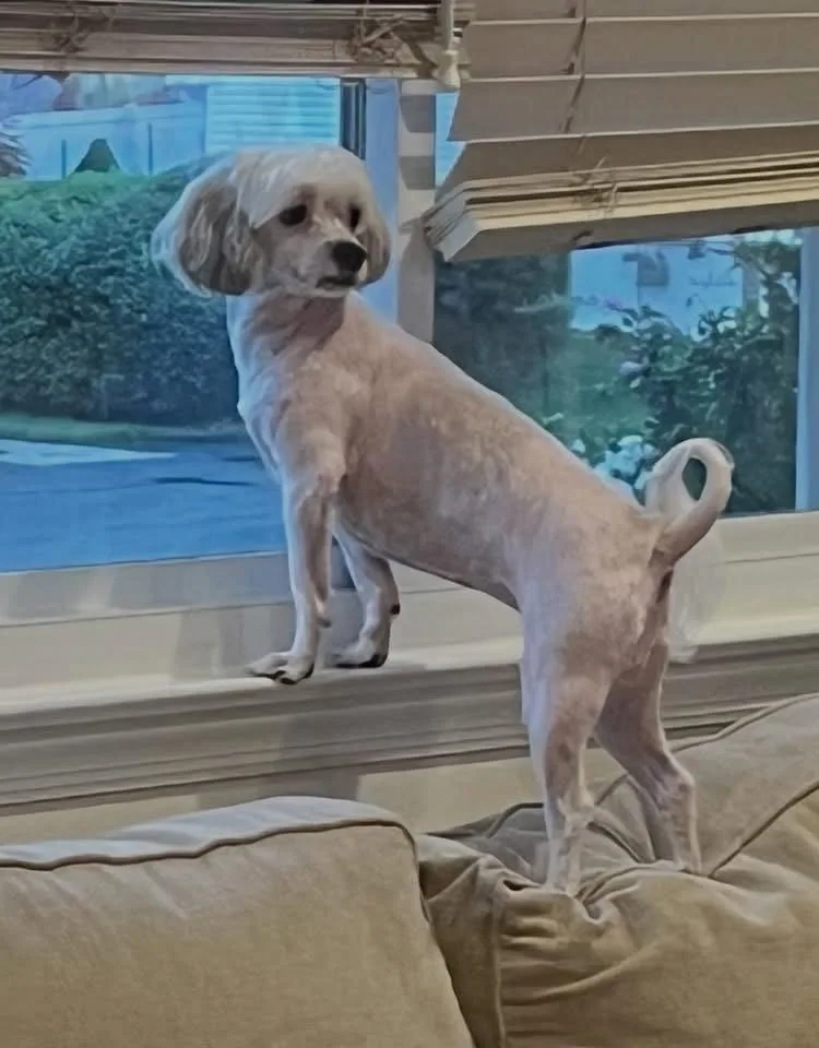 A senior small-sized female Shih Tzu dog named Maggie for adoption in Westwood, NJ