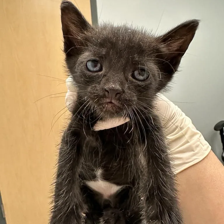 A baby small-sized female Brown / Chocolate Domestic Short Hair cat named Yoshi for adoption in Jacksonville, FL