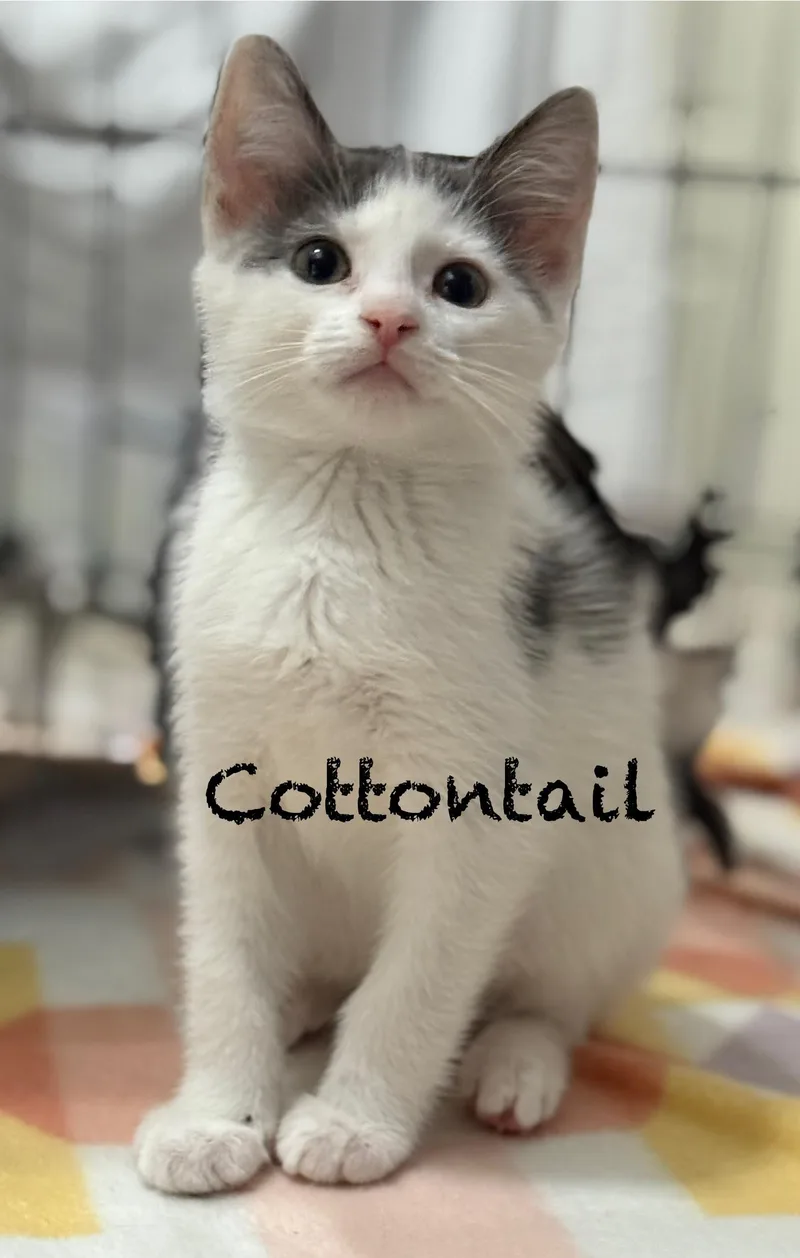 A baby medium-sized male Gray & White Domestic Short Hair cat named Cottontail for adoption in Pawleys Island, SC
