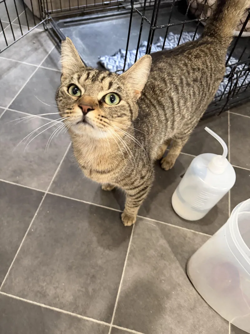 A young medium-sized male Domestic Short Hair cat named Celery for adoption in Camden, SC