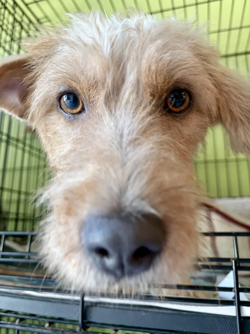 A young medium-sized female Wire Fox Terrier dog named Dulce for adoption in Washington, DC