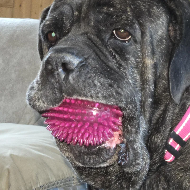 Maggie Mae  Va thumbnail 6