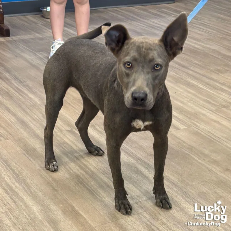 A young medium-sized female Labrador Retriever dog named Chippey for adoption in Washington, DC