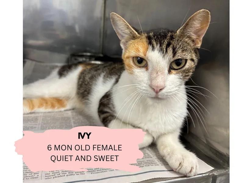 A young medium-sized female Calico cat named Ivy for adoption in Claremore, OK
